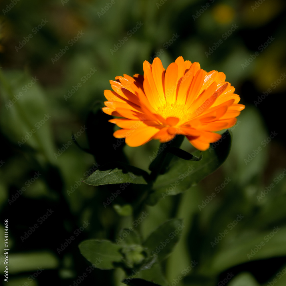 yellow flower on a green background yellow flower on a green background