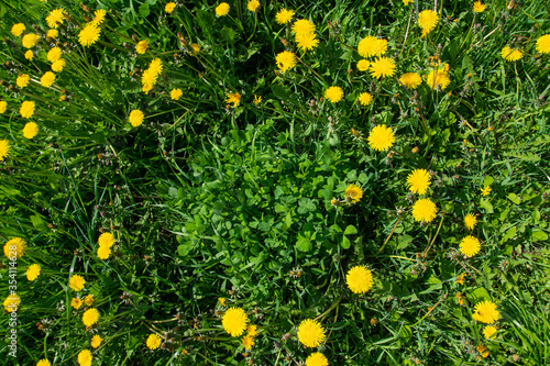 Yellow dandelions and clover in a clearing.