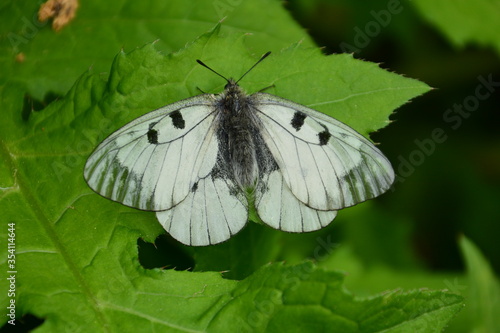 Parnassius mnemosyne photo