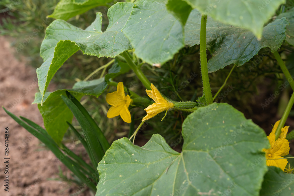 Yellow flowers of cucumbers blooming in the garden close up. Stems and green leaves on background Yellow flowers of cucumbers blooming in the garden close up. Stems and green leaves on background