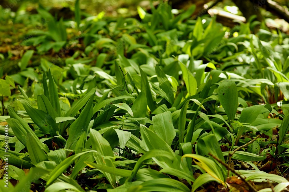 Allium ursinum, known as wild garlic, ramsons, buckrams, broad-leaved garlic, wood garlic, bear leek or bear's garlic. Allium ursinum, known as wild garlic, ramsons, buckrams, broad-leaved garlic, wood garlic, bear leek or bear's garlic.