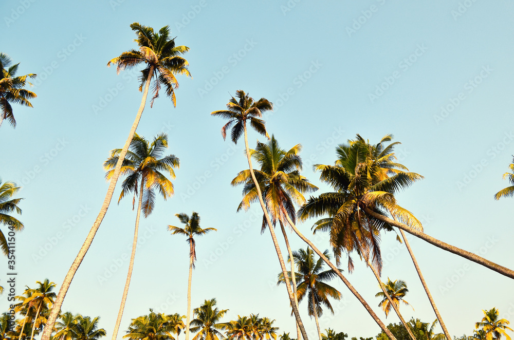 slender green palm trees against a Sunny sky, India