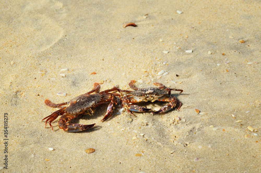 two brown sea crabs on the sand on the beach