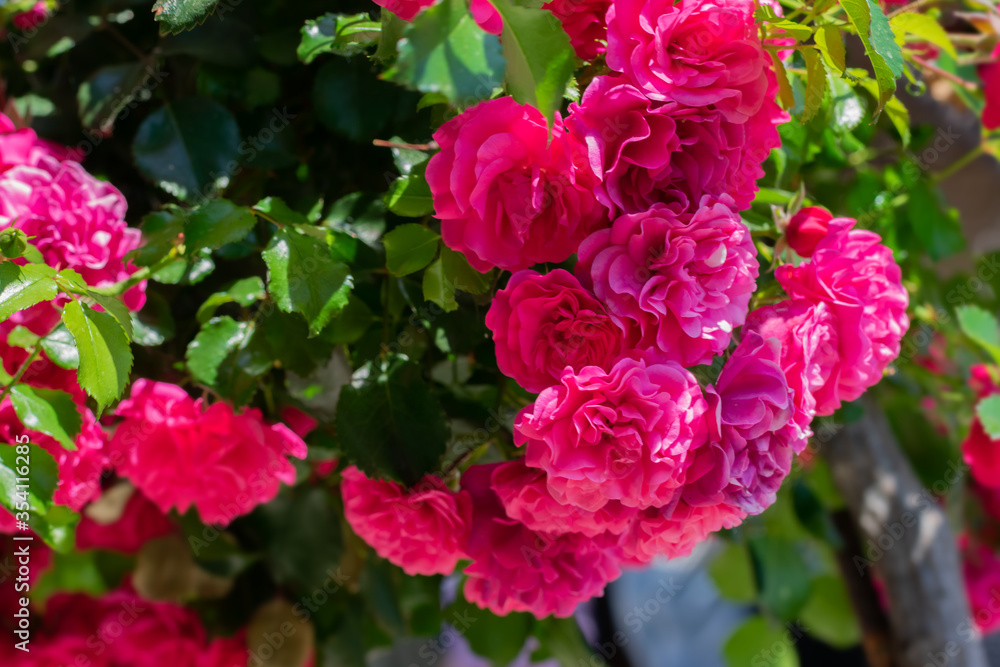 Fototapeta premium Huge blooming bright pink rose branch with leaves on sunny daylight in the garden. Beautiful blooming roses in garden on summertime.