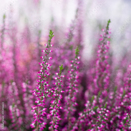 Pastel toned blooming bright pink erica flowers with bokeh effect. Blossoming flowers heather bush © Sunny_Smile