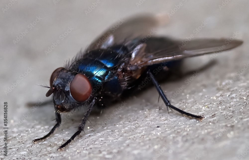 Fliege makro Fliege makro