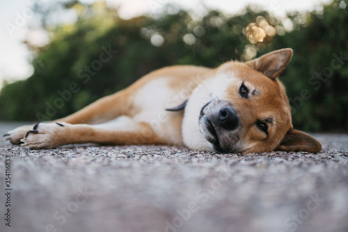 calm sad dog rest lies on green landscape, chilling shiba inu leisure on park, pet relaxing on nature, animal relax tourist trip, mockup copy space