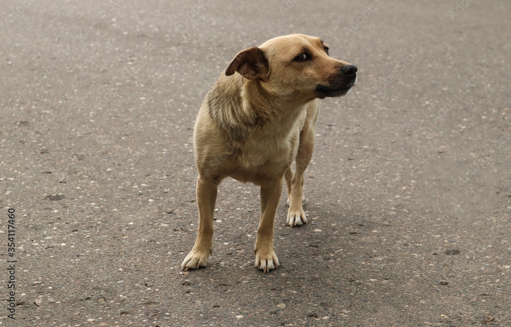 A stray dog on the road begs for food - do not leave the animals , do not deprive them of shelter . A stray dog on the road begs for food - do not leave the animals , do not deprive them of shelter .