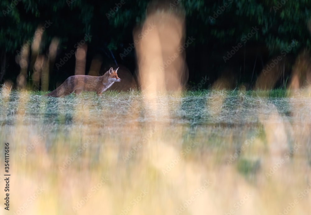 Fototapeta premium Red fox hunting in the field