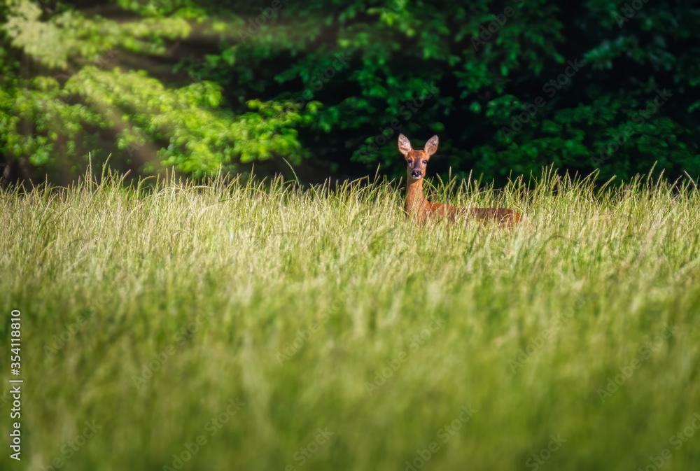 Deer in the meadow. Roe deer in the woods. Deer in the meadow. Roe deer in the woods.