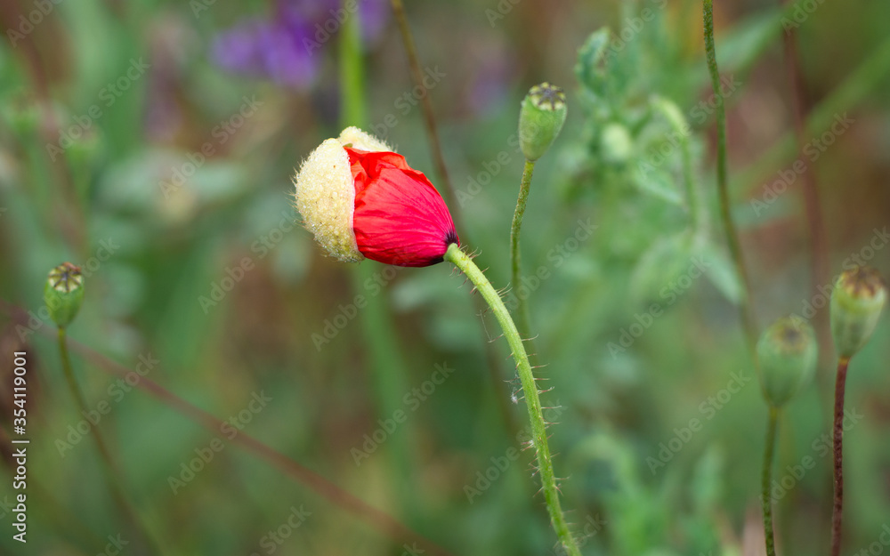 Obraz premium red poppy flower bud