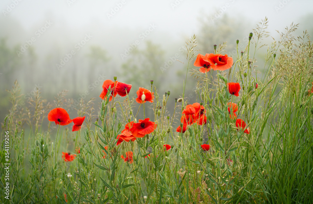 Fototapeta premium poppies in the meadow