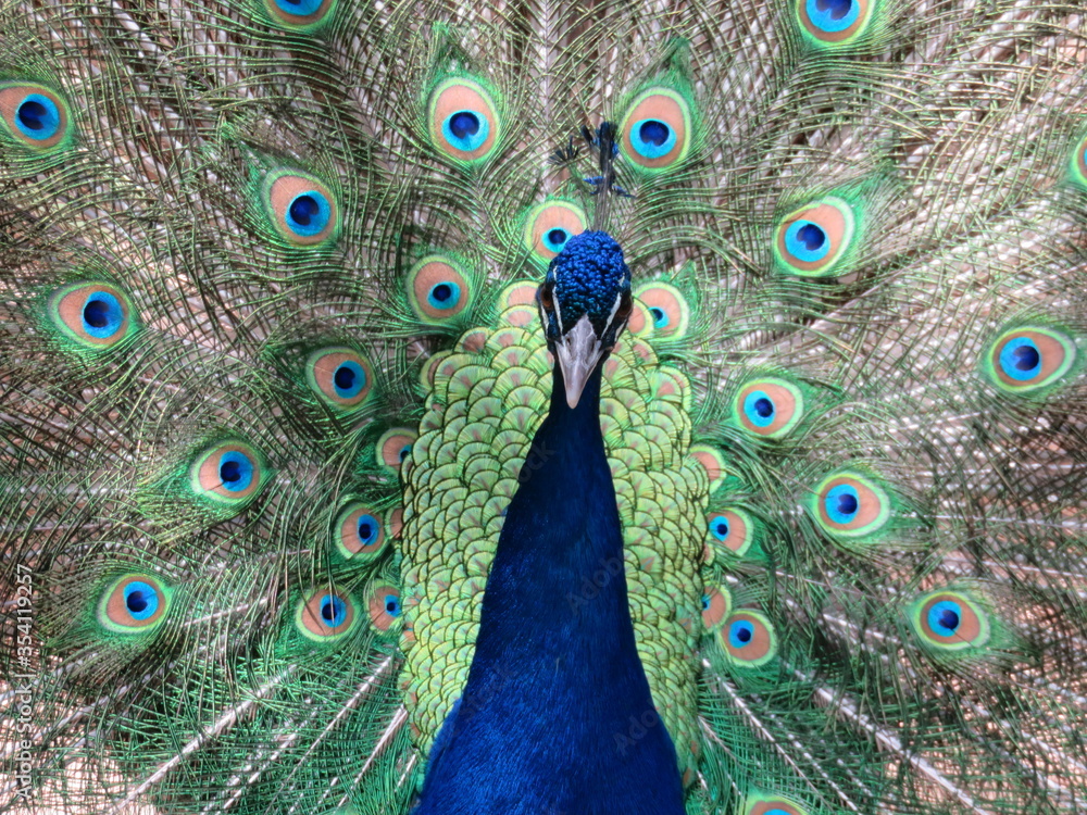 Obraz premium peacock with feathers out
