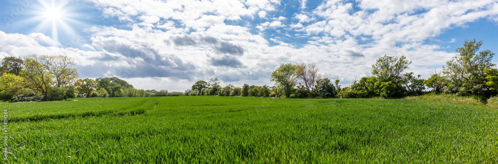 Obraz premium landscape of green field and blue sky
