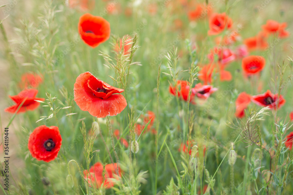 Obraz premium pole czerwonych maków