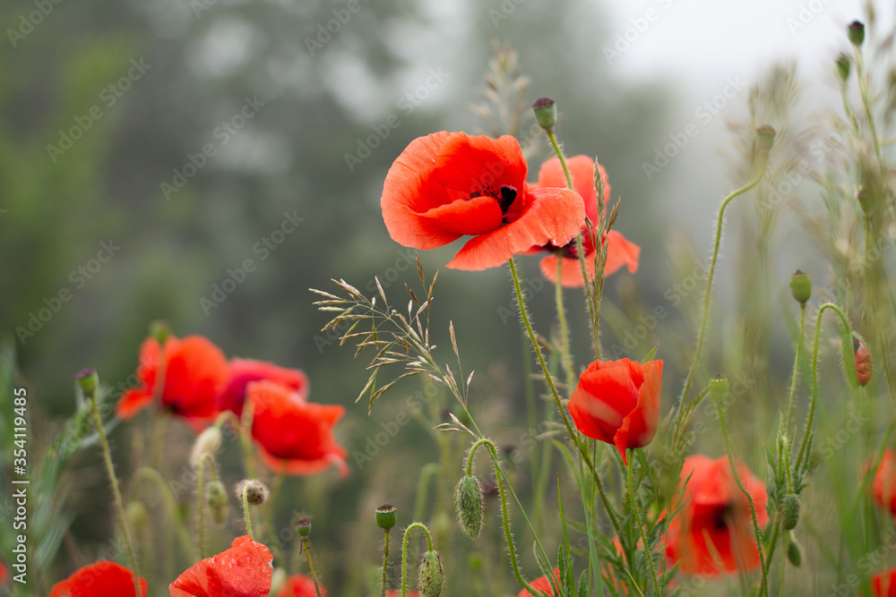 Naklejka premium poppies in the field