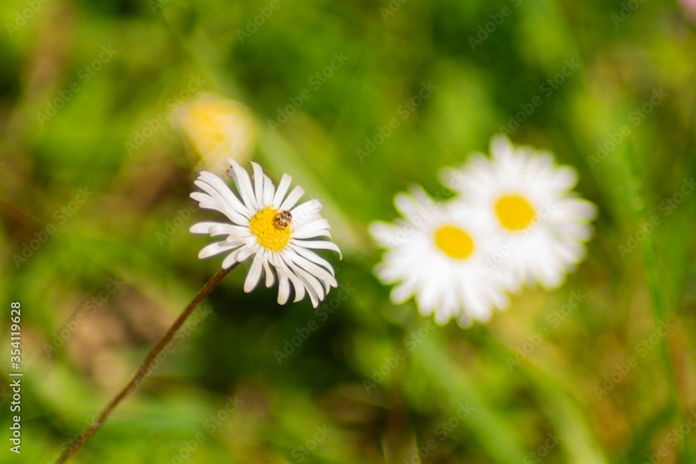 White daisy flower in a garden with an insect. Copy space. White daisy flower in a garden with an insect. Copy space.