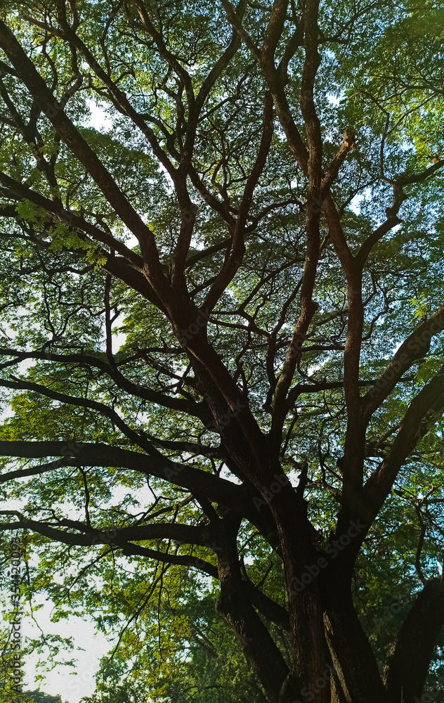 Obraz premium spring time