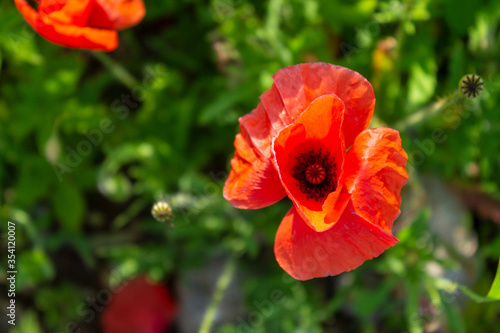 Single red poppy on a field with copy space