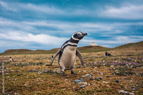 The Magellanic penguins in the Natural  Sanctuary on the Magdalena Island, Chile