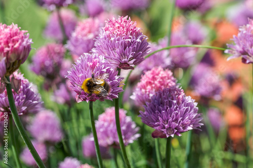 A bee on purple flowering chives in a summer garden