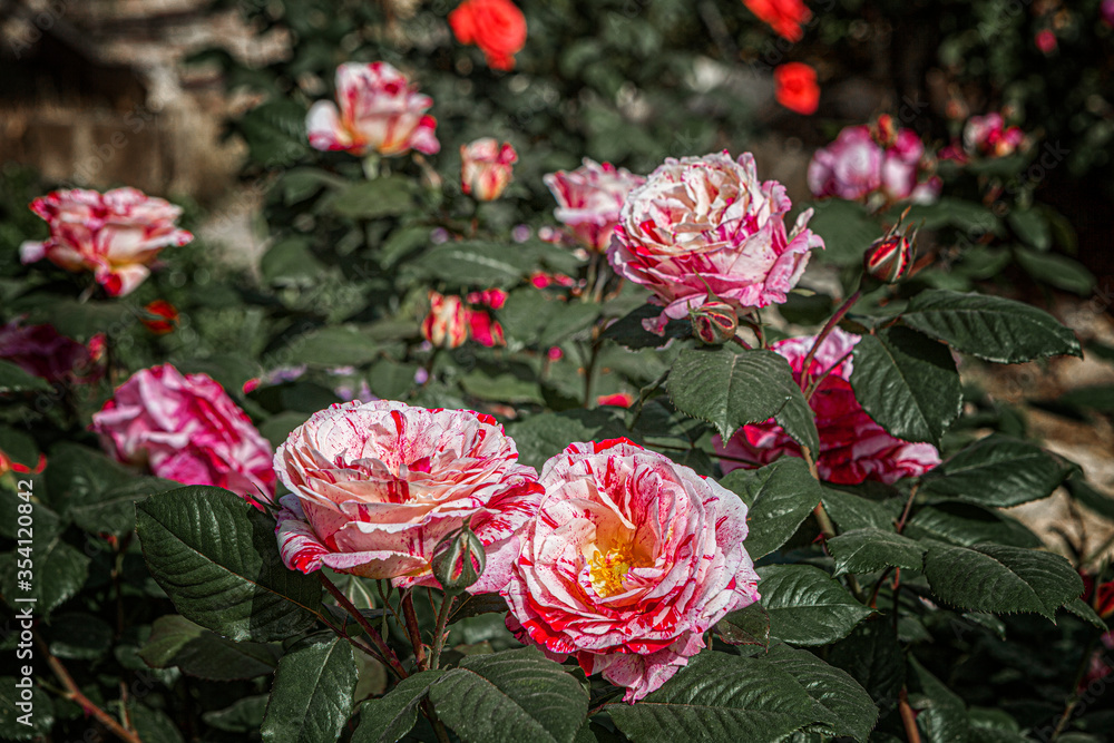 rose in the garden. A rose in the Judean desert, a miracle of nature and human labor. Selective roses rose in the garden. A rose in the Judean desert, a miracle of nature and human labor. Selective roses
