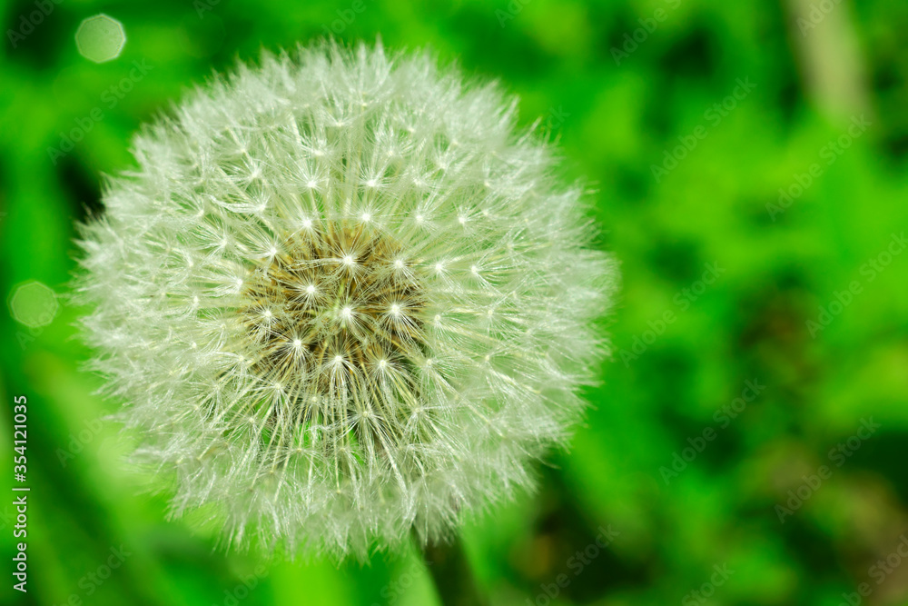 blooming dandelion field close-up blooming dandelion field close-up