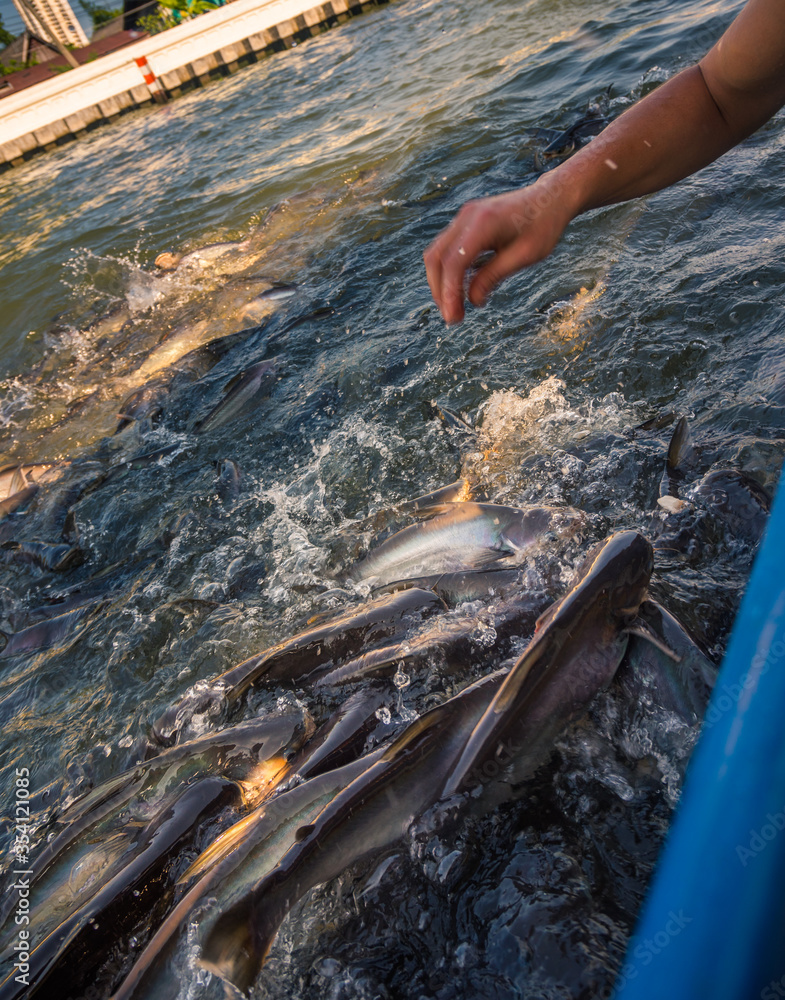 Obraz premium Feeding Fish from the Boat on Chao Phraya River in Bangkok, Thailand
