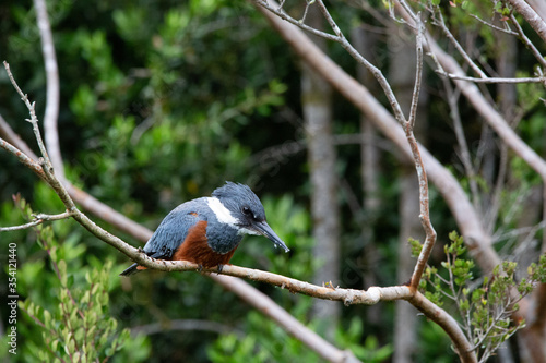 Ringed Kingfischer (Martin Pescador) Latin Name: Megaceryle torquata. Rio Maullin. Chile photo