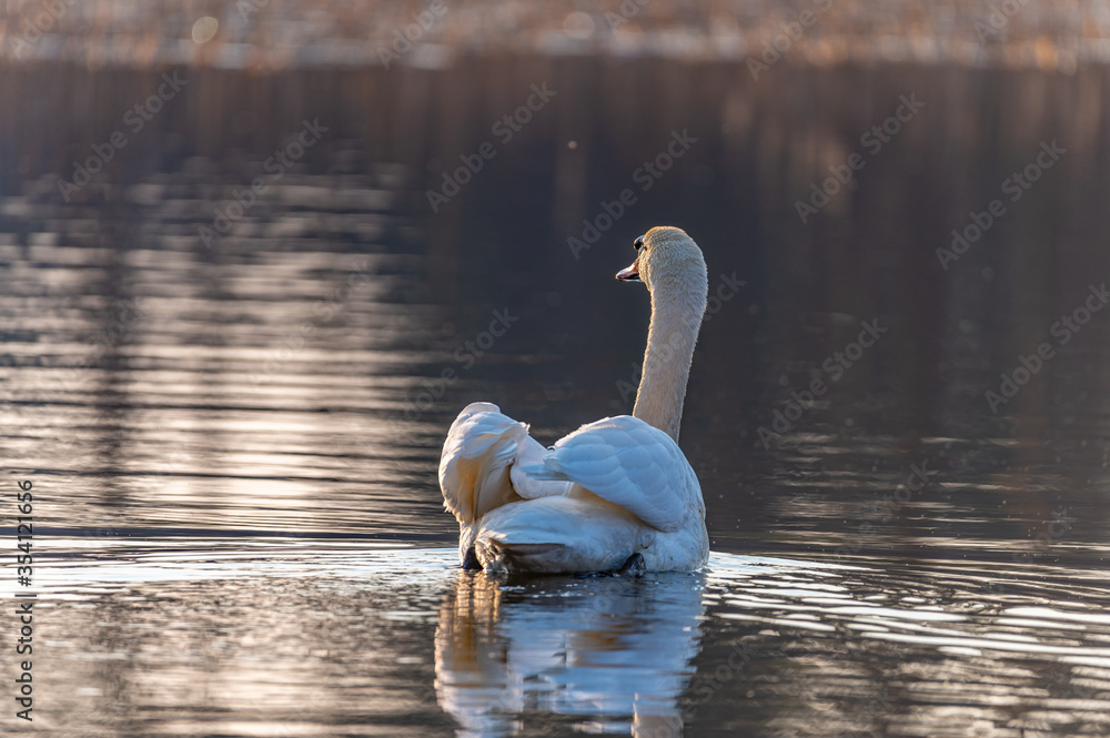 Fototapeta swan in the lake