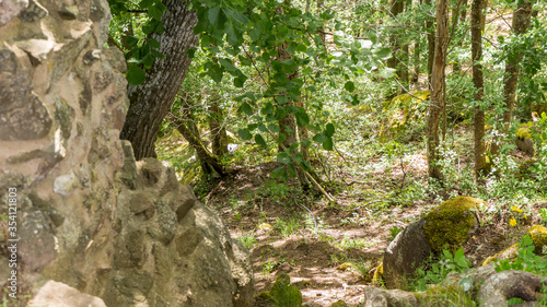 Walking on the forest in summer