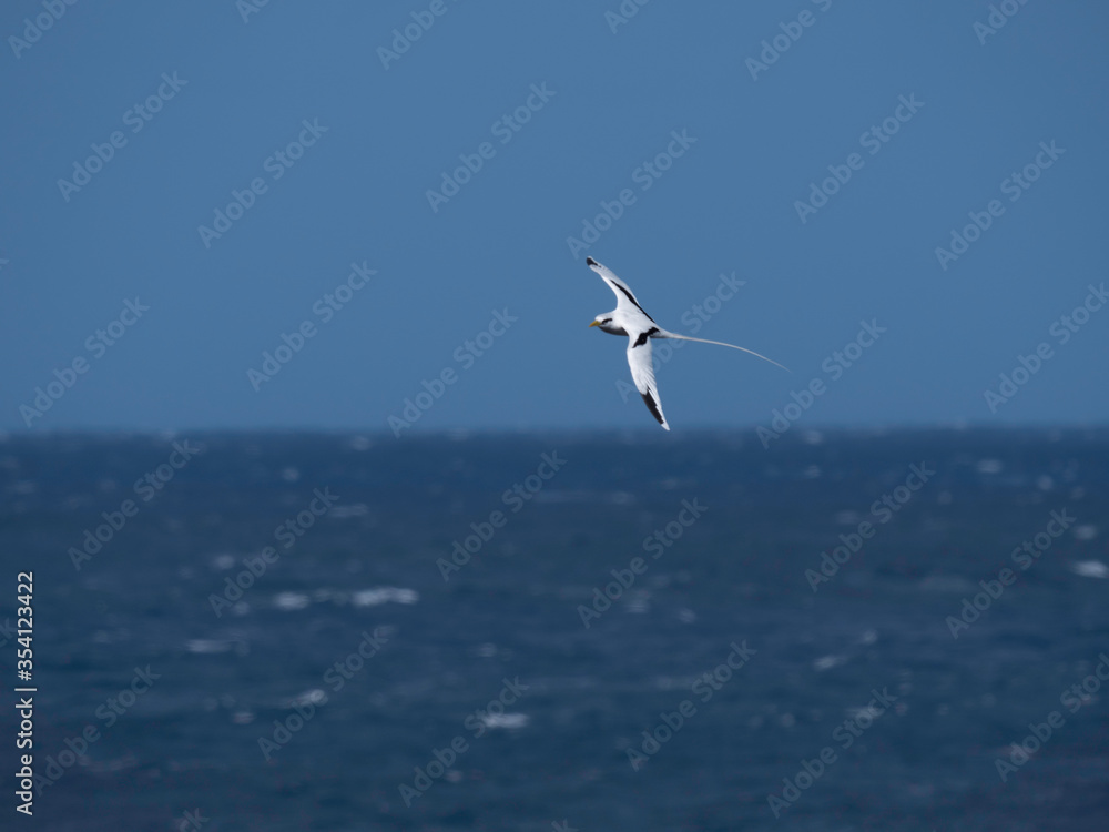 Fototapeta premium L'envole du Paille en Queue