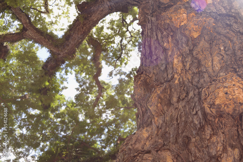 Tree and Flare