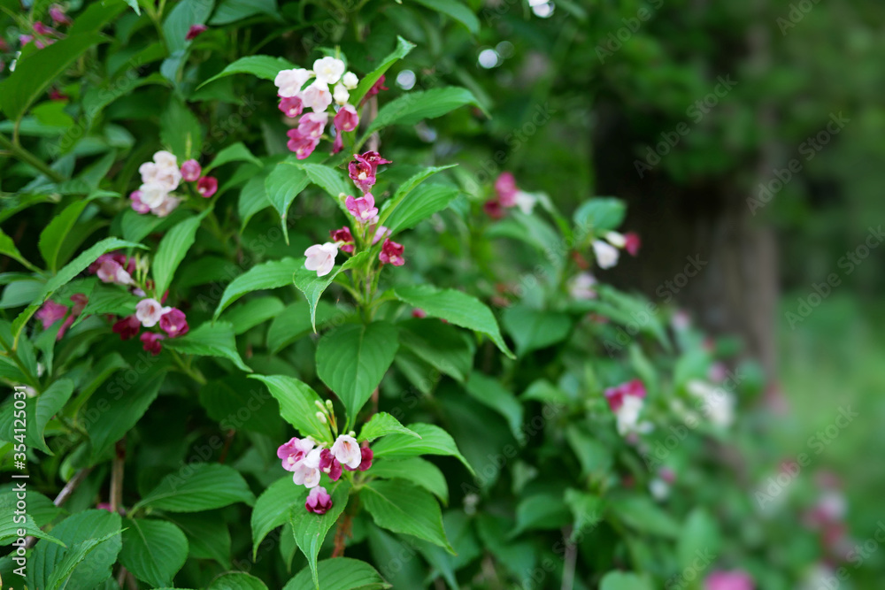 オオベニウツギの花 オオベニウツギの花