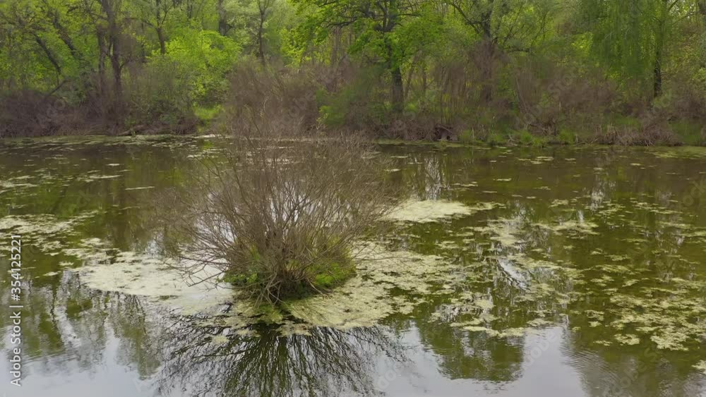 river bush in spring water. the river and its canals surrounded by oaks. water is covered with algae - Aerial Flight river bush in spring water. the river and its canals surrounded by oaks. water is covered with algae - Aerial Flight