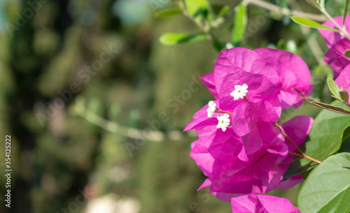 Bougainvillea flowers on a blurred background of greenery. Pink flowers of bougainvillea tree. Colorful purple flowers texture and background. Close up view.Corfu Island, Greece