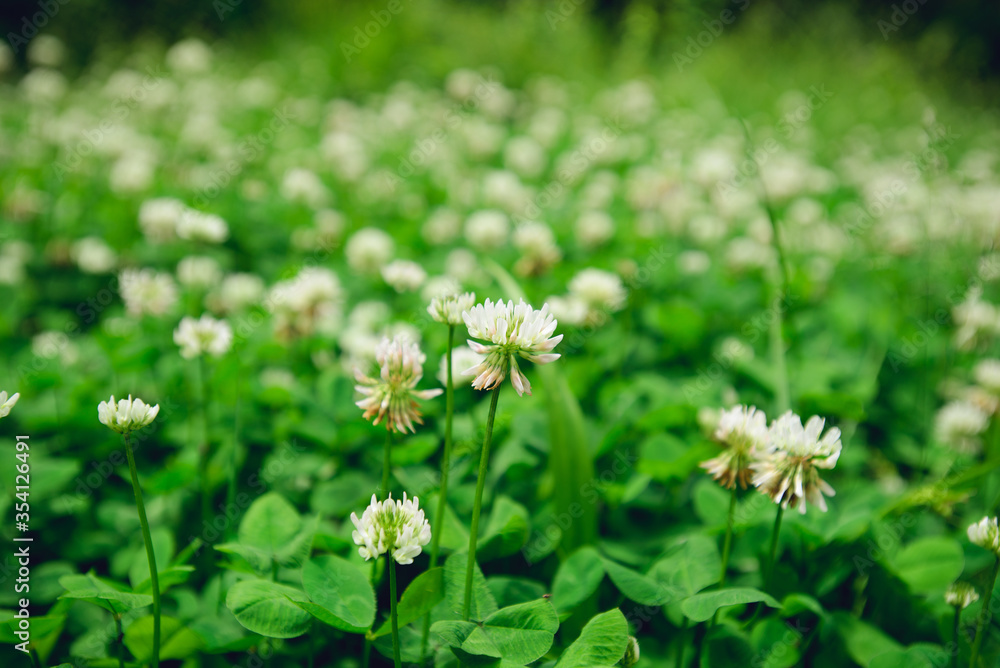 A field of blooming white clover flowers A field of blooming white clover flowers