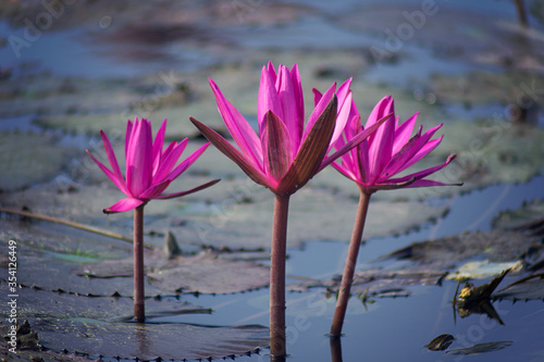 Quadro em tela Alli flower in a pond from chennai, tamilnadu