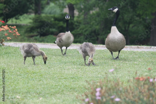 goose  bird  geese  grass  nature  animal  wildlife  birds  white  green  duck  feather  water  feathers  swan  beak  walking  animals  wild  park