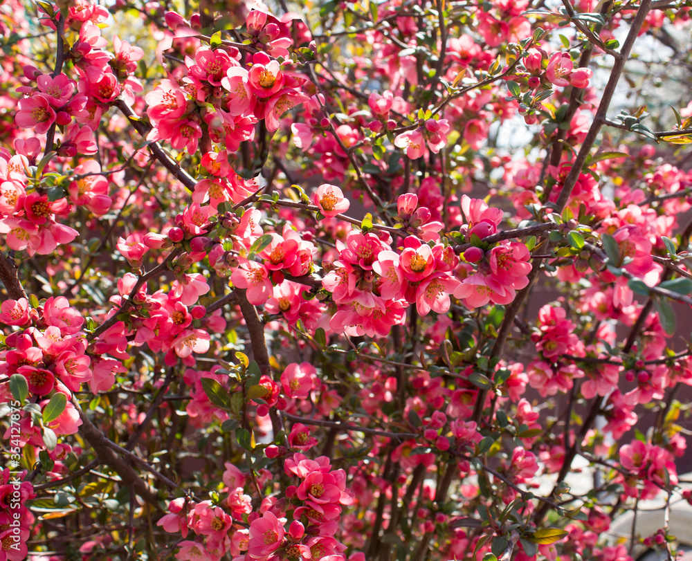 Flowering sakura close-up in clear weather Flowering sakura close-up in clear weather