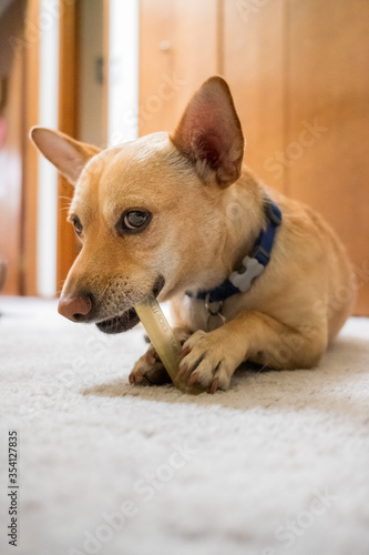 A small brown chihuahua like dog plays
