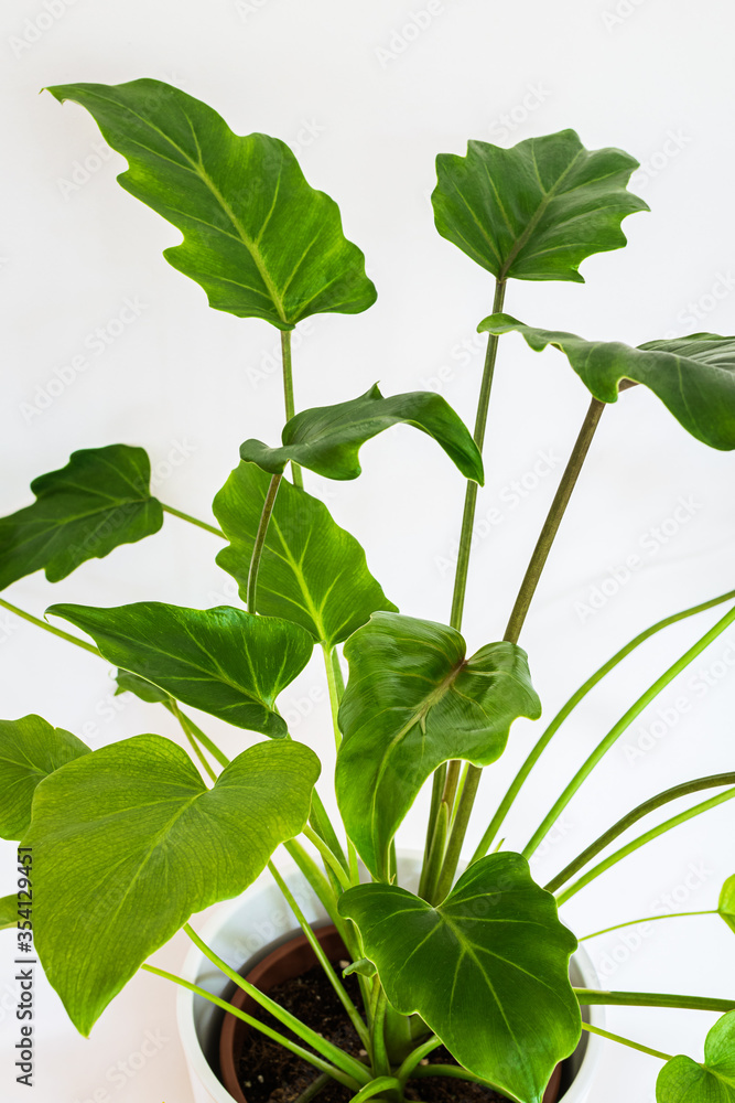 Premium Photo Philodendron xanadu, xanadu leaves isolated on white