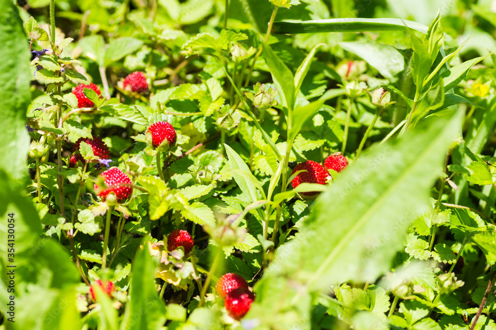 Ripe fruits of wild forest strawberries 