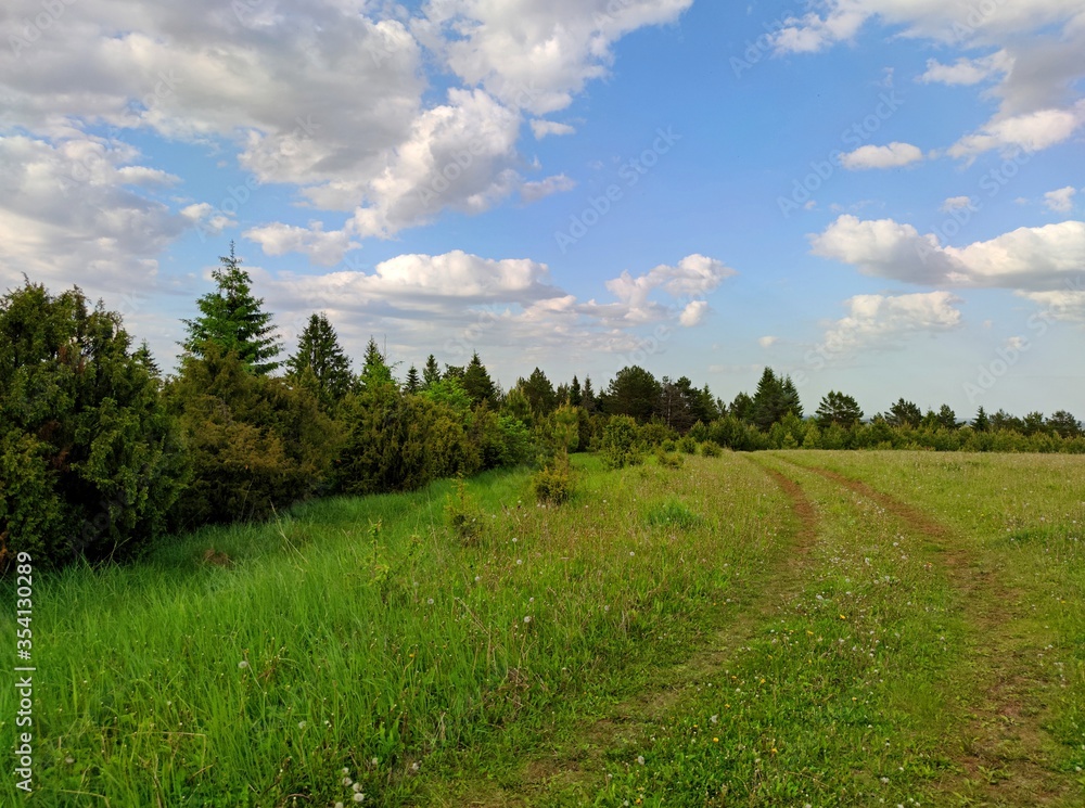 Obraz premium country road on top of a hill near a forest plantation against a blue sky with beautiful clouds