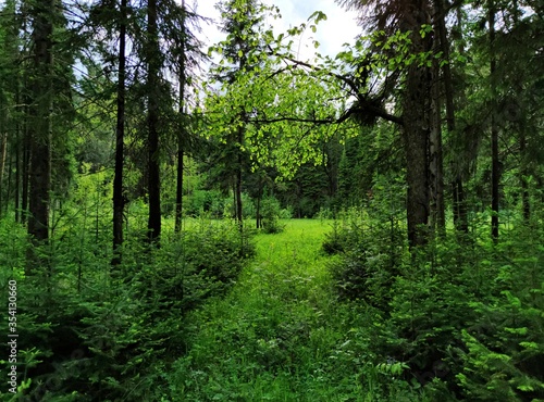 access to a green glade in the forest on a background of trees on a sunny day