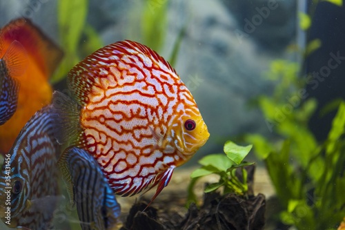 Close up view of gorgeous colorful aquarium fishes discus. Beautiful nature background.