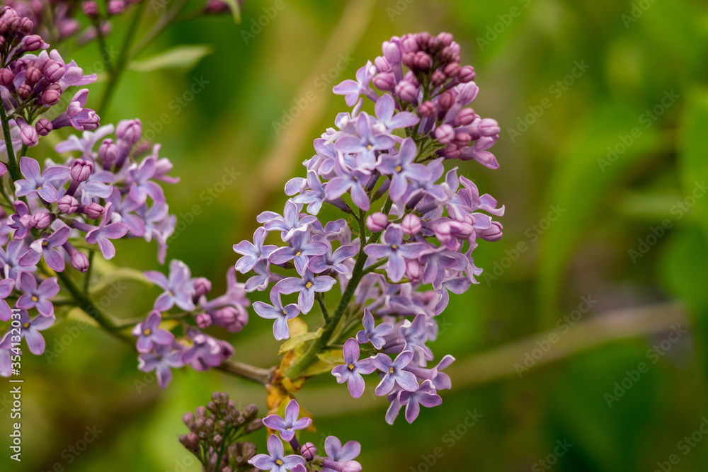 beautiful spring fragrance blossom purple lilac flower beautiful spring fragrance blossom purple lilac flower