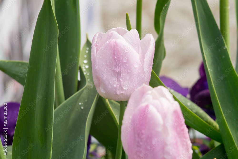 Fototapeta premium Beautiful pink tulips after the spring rain