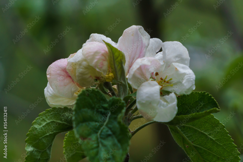 White flowers of apple tree on a branch in the garden. White flowers of apple tree on a branch in the garden.