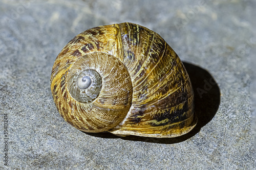 empty snail shell close up photo